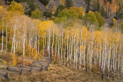 Picture of USA-COLORADO-UNCOMPAHGRE NATIONAL FOREST AUTUMN ASPEN TREES AND SPLIT-RAIL FENCE