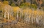 Picture of USA-COLORADO-UNCOMPAHGRE NATIONAL FOREST AUTUMN ASPEN TREES AND SPLIT-RAIL FENCE