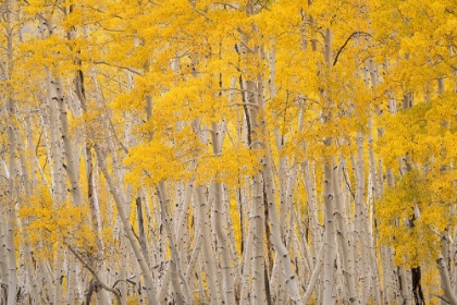 Picture of USA-COLORADO-UNCOMPAHGRE NATIONAL FOREST ASPEN TREES IN AUTUMN