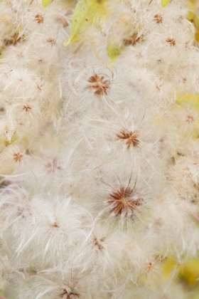 Picture of USA-COLORADO-UNCOMPAHGRE NATIONAL FOREST SEEDHEADS OF CLEMATIS PLANT