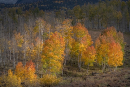Picture of USA-COLORADO-UNCOMPAHGRE NATIONAL FOREST ASPEN TREES IN LATE AUTUMN