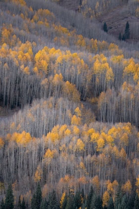 Picture of USA-COLORADO-WHITE RIVER NATIONAL FOREST ASPEN FOREST IN AUTUMN