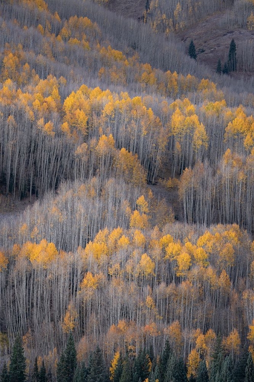 Picture of USA-COLORADO-WHITE RIVER NATIONAL FOREST ASPEN FOREST IN AUTUMN