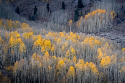 Picture of USA-COLORADO-WHITE RIVER NATIONAL FOREST ASPEN FOREST IN AUTUMN