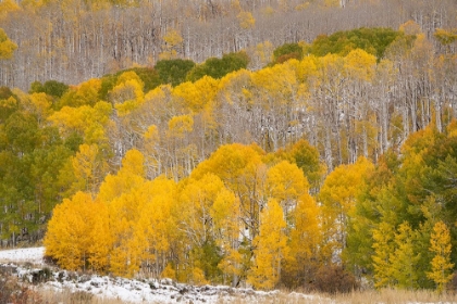 Picture of USA-COLORADO-UNCOMPAHGRE NATIONAL FOREST FRESH SNOW AND AUTUMN COLORS ON FOREST
