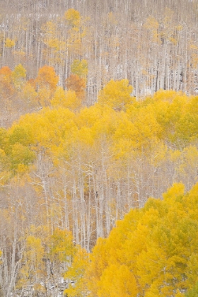 Picture of USA-COLORADO-UNCOMPAHGRE NATIONAL FOREST ASPENS AFTER AUTUMN SNOWSTORM