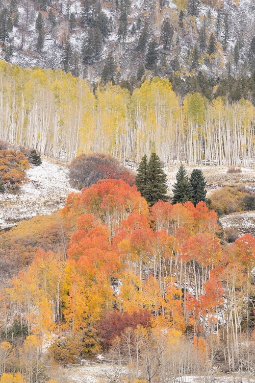 Picture of USA-COLORADO-UNCOMPAHGRE NATIONAL FOREST ASPEN AND SPRUCE TREES AFTER AUTUMN SNOWSTORM