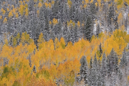 Picture of USA-COLORADO-UNCOMPAHGRE NATIONAL FOREST ASPENS AFTER AUTUMN SNOWSTORM