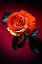 Picture of USA-COLORADO-LOVELAND ROSE CLOSE-UP