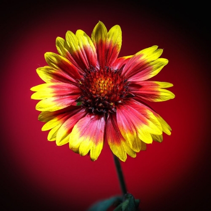 Picture of USA-COLORADO-LOVELAND GAILLARDIA FLOWER CLOSE-UP