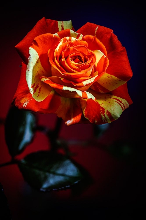 Picture of USA-COLORADO-LOVELAND ROSE CLOSE-UP