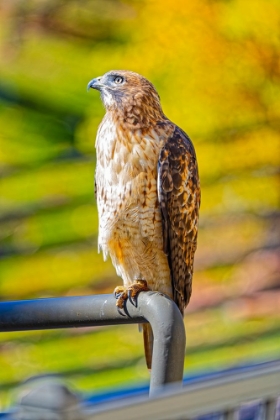 Picture of USA-COLORADO-FORT COLLINS RED-TAILED HAWK CLOSE-UP