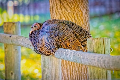 Picture of USA-COLORADO-LOVELAND WILD FEMALE TURKEY CLOSE-UP