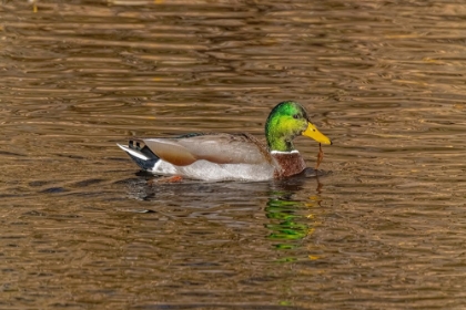 Picture of USA-COLORADO-LOVELAND MALLARD DUCK MALE SWIMMING IN LAKE