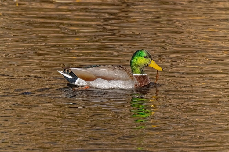 Picture of USA-COLORADO-LOVELAND MALLARD DUCK MALE SWIMMING IN LAKE