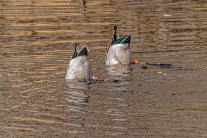 Picture of USA-COLORADO-LOVELAND MALE MALLARD DUCKS DIVING FOR FOOD IN LAKE