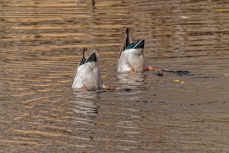 Picture of USA-COLORADO-LOVELAND MALE MALLARD DUCKS DIVING FOR FOOD IN LAKE