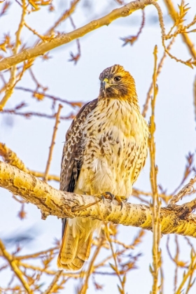 Picture of USA-COLORADO-FORT COLLINS RED-TAILED HAWK CLOSE-UP