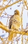 Picture of USA-COLORADO-FORT COLLINS RED-TAILED HAWK CLOSE-UP