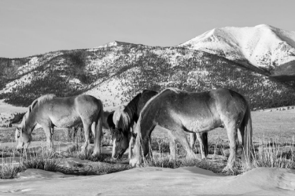 Picture of USA-COLORADO-WESTCLIFFE MUSIC MEADOWS RANCH HERD OF HORSES WITH ROCKY MOUNTAINS IN THE DISTANCE