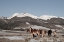 Picture of USA-COLORADO-MUSIC MEADOWS RANCH HERD OF HORSES WITH ROCKY MOUNTAINS IN THE DISTANCE