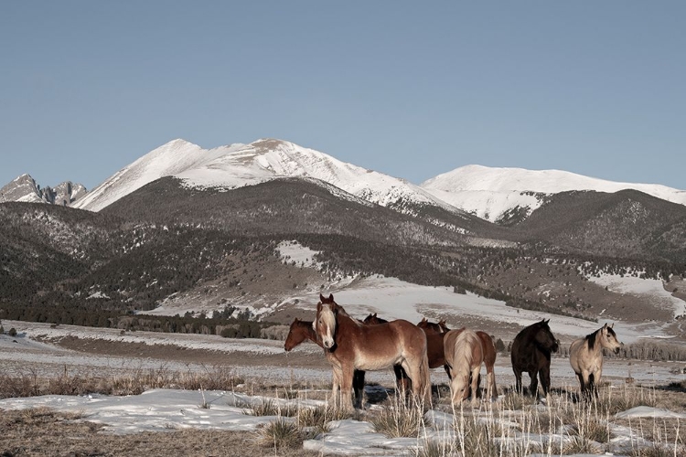 Picture of USA-COLORADO-MUSIC MEADOWS RANCH HERD OF HORSES WITH ROCKY MOUNTAINS IN THE DISTANCE