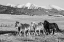 Picture of USA-COLORADO-WESTCLIFFE MUSIC MEADOWS RANCH HERD OF HORSES WITH ROCKY MOUNTAINS IN THE DISTANCE