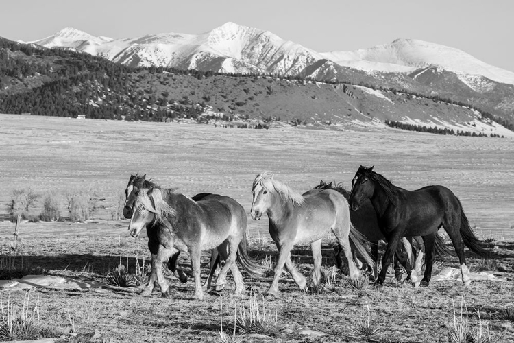 Picture of USA-COLORADO-WESTCLIFFE MUSIC MEADOWS RANCH HERD OF HORSES WITH ROCKY MOUNTAINS IN THE DISTANCE