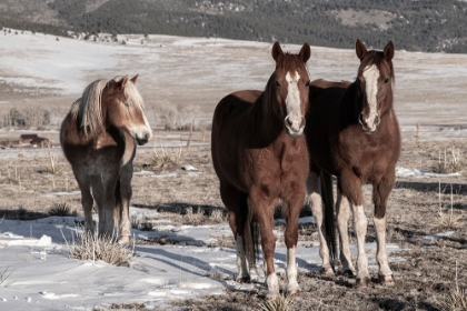 Picture of USA-COLORADO-WESTCLIFFE MUSIC MEADOWS RANCH SORREL HORSES WITH DRAFT HORSE