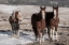 Picture of USA-COLORADO-WESTCLIFFE MUSIC MEADOWS RANCH SORREL HORSES WITH DRAFT HORSE