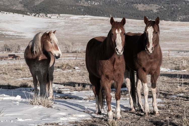 Picture of USA-COLORADO-WESTCLIFFE MUSIC MEADOWS RANCH SORREL HORSES WITH DRAFT HORSE