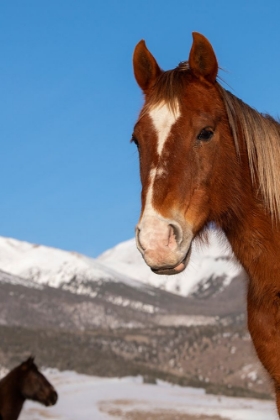 Picture of USA-COLORADO-WESTCLIFFE SORREL HORSE WITH ROCKY MOUNTAINS IN THE DISTANCE