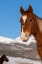Picture of USA-COLORADO-WESTCLIFFE SORREL HORSE WITH ROCKY MOUNTAINS IN THE DISTANCE