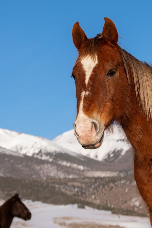 Picture of USA-COLORADO-WESTCLIFFE SORREL HORSE WITH ROCKY MOUNTAINS IN THE DISTANCE