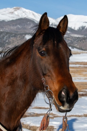 Picture of USA-COLORADO-WESTCLIFFE MUSIC MEADOWS RANCH BAY RANCH HORSE