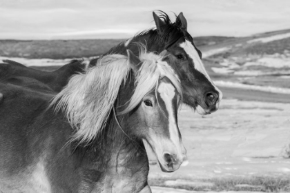 Picture of USA-COLORADO-WESTCLIFFE MUSIC MEADOWS RANCH RANCH HORSES IN WINTER