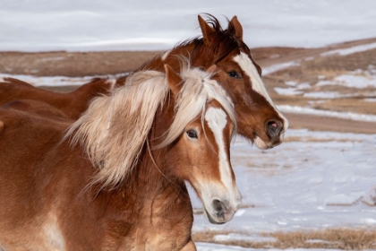 Picture of USA-COLORADO-WESTCLIFFE MUSIC MEADOWS RANCH RANCH HORSES IN WINTER