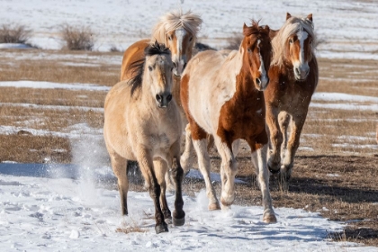 Picture of USA-COLORADO-WESTCLIFFE MUSIC MEADOWS RANCH HERD OF MIXED BREED HORSES RUNNING IN THE SNOW