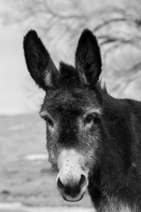 Picture of USA-COLORADO-WESTCLIFFE MUSIC MEADOWS RANCH CUTE OLD RANCH DONKEY-FACE DETAIL