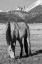 Picture of USA-COLORADO-WESTCLIFFE MUSIC MEADOWS RANCH BUCKSKIN HORSE WITH ROCKY MOUNTAINS IN THE DISTANCE