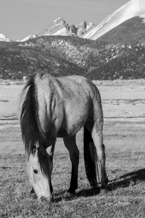 Picture of USA-COLORADO-WESTCLIFFE MUSIC MEADOWS RANCH BUCKSKIN HORSE WITH ROCKY MOUNTAINS IN THE DISTANCE