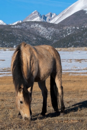 Picture of USA-COLORADO-WESTCLIFFE MUSIC MEADOWS RANCH BUCKSKIN HORSE WITH ROCKY MOUNTAINS IN THE DISTANCE