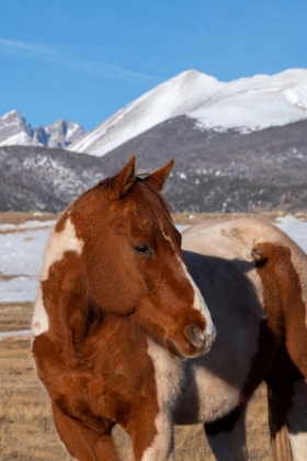 Picture of USA-COLORADO-WESTCLIFFE MUSIC MEADOWS RANCH PAINT HORSE WITH ROCKY MOUNTAINS IN THE DISTANCE
