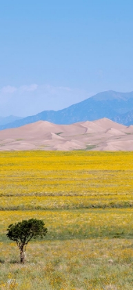 Picture of USA-COLORADO-SAN LUIS VALLEY-GREAT SAND DUNES NATIONAL PARK