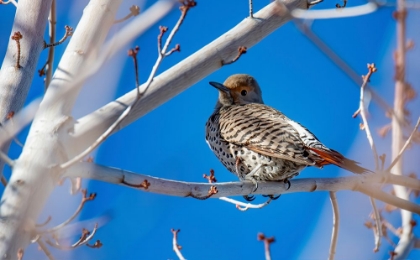 Picture of NORTHERN FLICKER