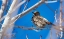 Picture of NORTHERN FLICKER