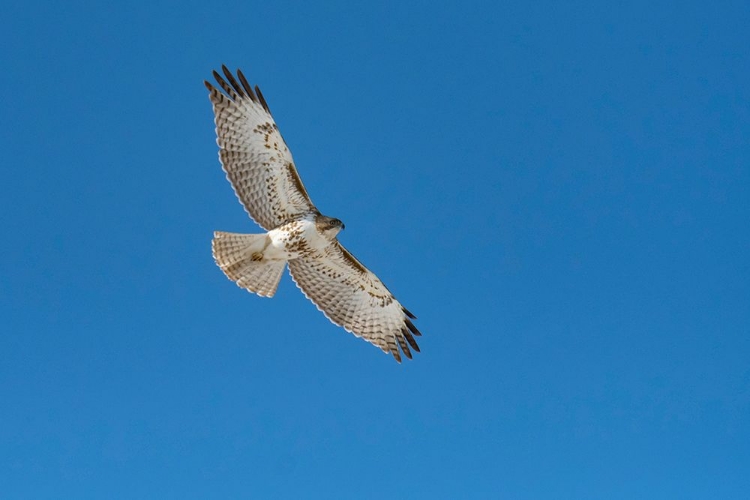 Picture of HAWK FLYING