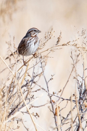 Picture of USA-SPARROW