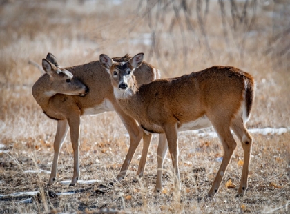 Picture of USA-DEER