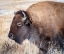 Picture of AMERICAN BISON